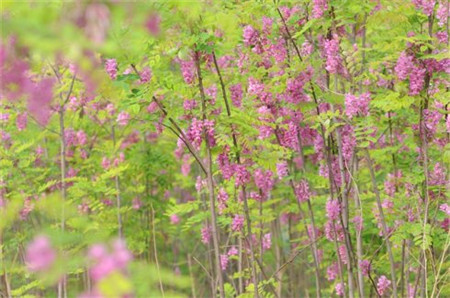 槐花的寓意和象征（槐花的花语和文明涵义）