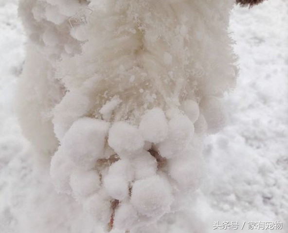 下大雪啦，比熊与积雪融为一体了，最后把自己身上滚的像雪球