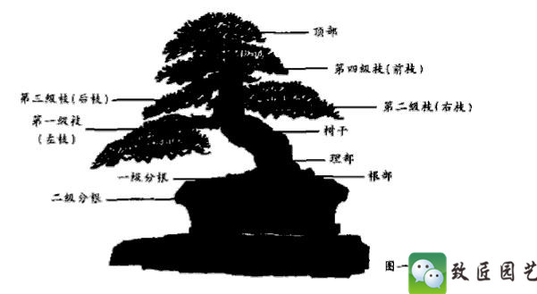树梢在树的什么位置（知识科普树的各个部位名称）