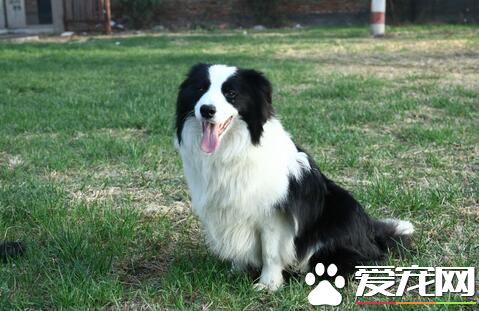 如何訓(xùn)練邊境牧羊犬,如何訓(xùn)練邊境牧羊犬視頻