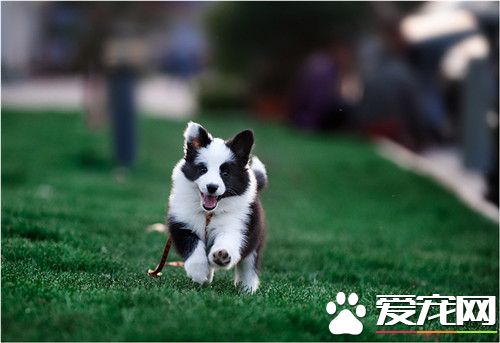 如何訓(xùn)練邊境牧羊犬,如何訓(xùn)練邊境牧羊犬視頻