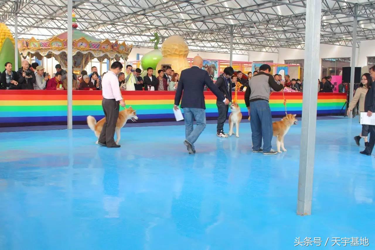 天宇基地秋田犬发展之路第一章：欢迎你来看我们的故事