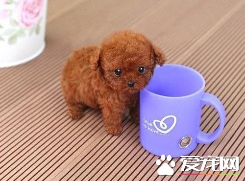 茶杯贵宾茶杯贵宾犬的价格