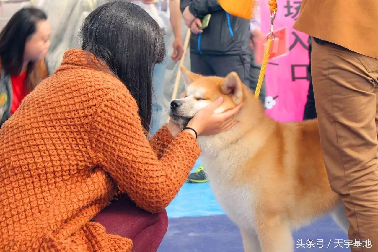 天宇基地秋田犬发展之路第一章：欢迎你来看我们的故事