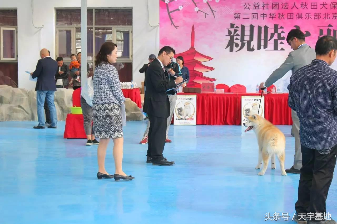 天宇基地秋田犬发展之路第一章：欢迎你来看我们的故事