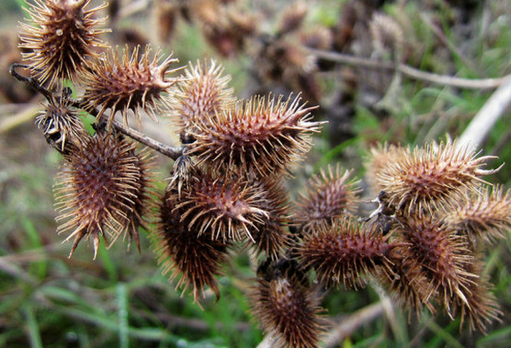 变废为宝，农村毒果巧变良药，鼻炎患者有救了