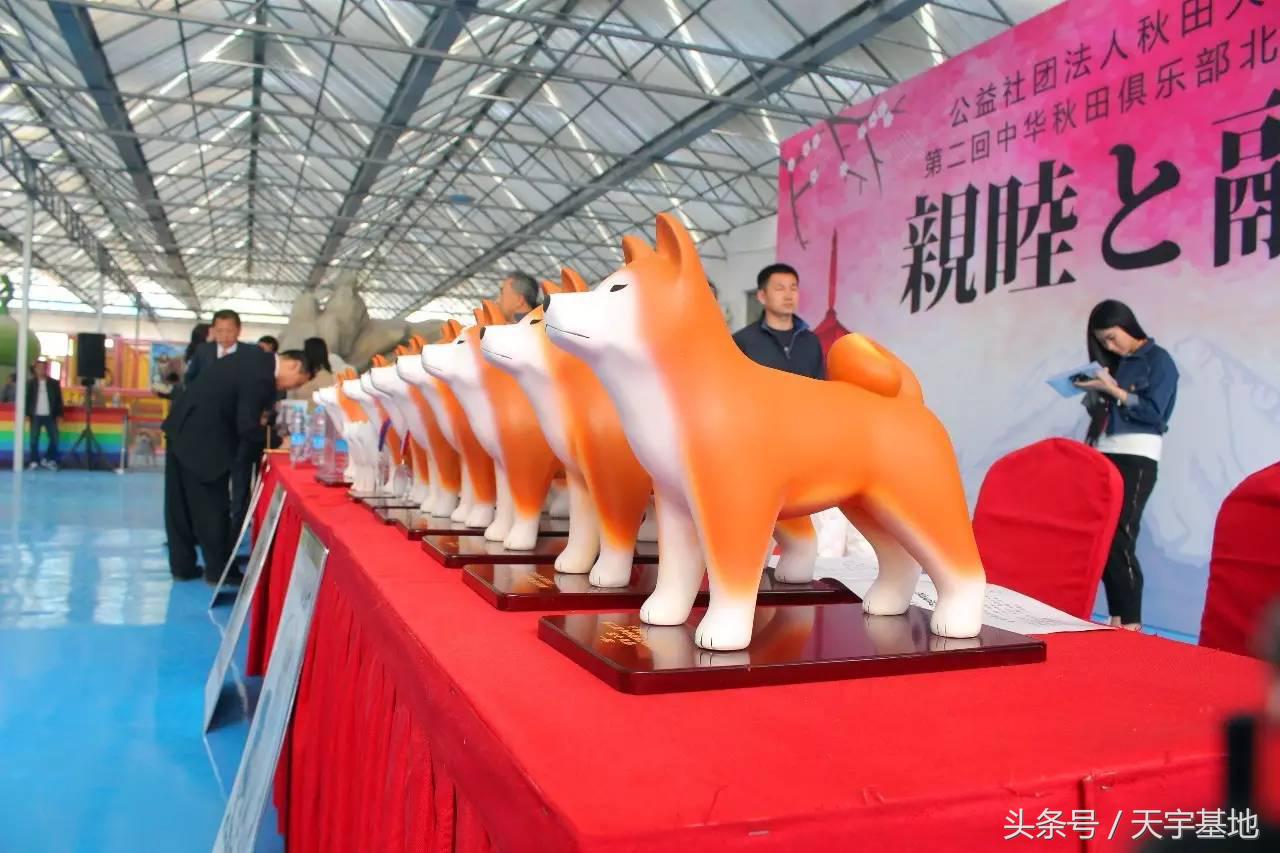 天宇基地秋田犬发展之路第一章：欢迎你来看我们的故事