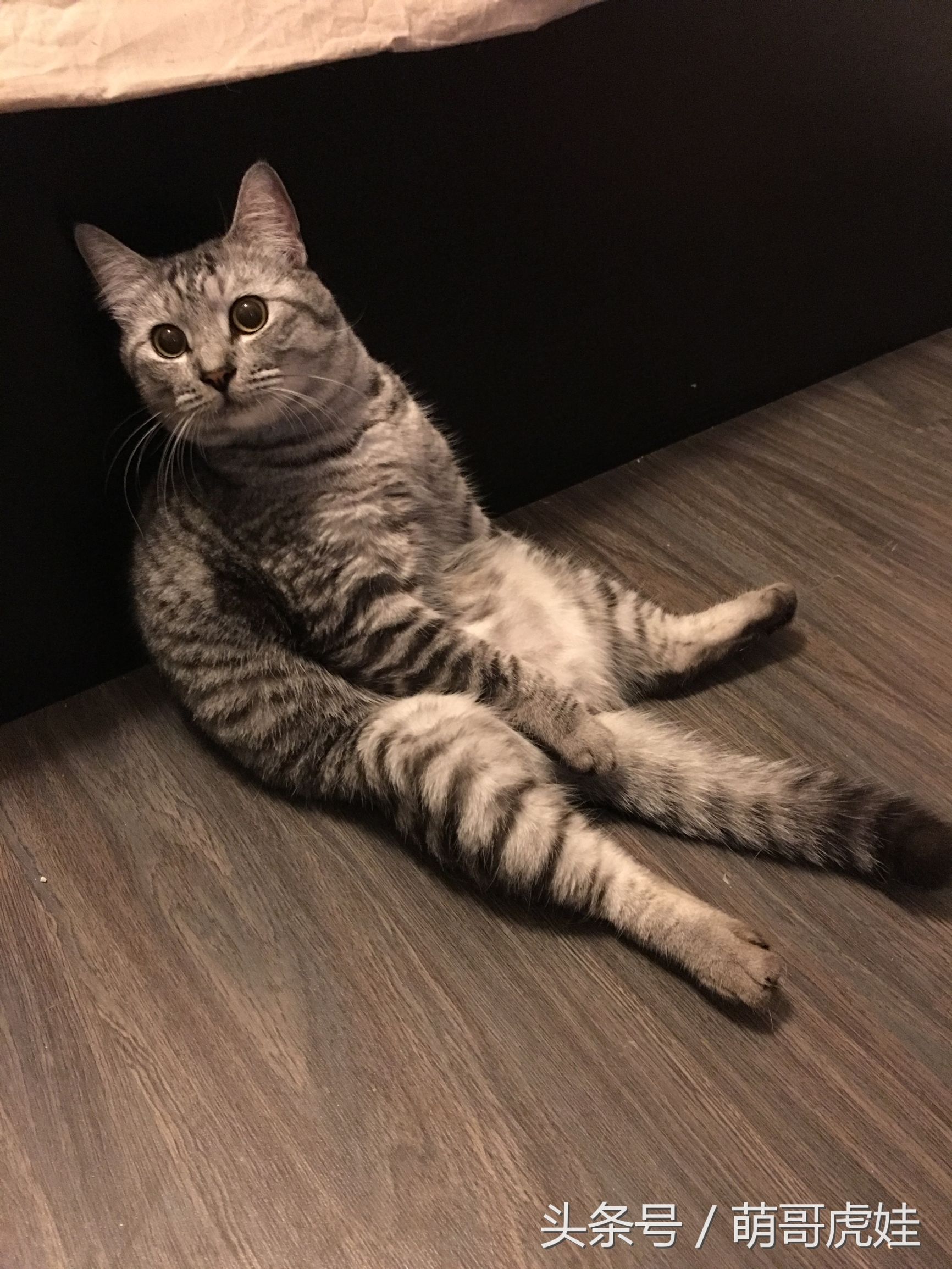 猫瘦无人知，猫肥传千里，我要做一只名扬天下的肥猫