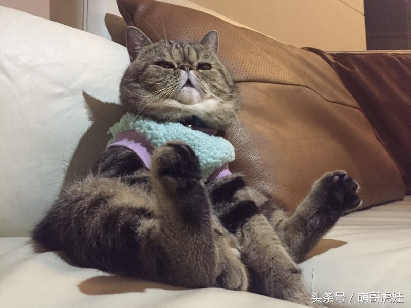 猫瘦无人知，猫肥传千里，我要做一只名扬天下的肥猫