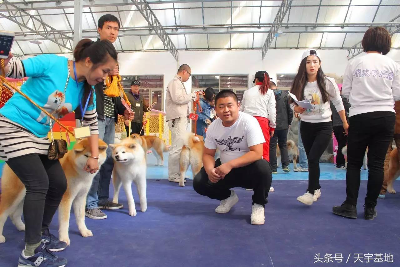 天宇基地秋田犬发展之路第一章：欢迎你来看我们的故事