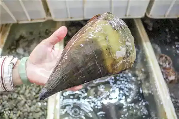三亚海鲜：带子和扇贝，你喜欢哪一个？