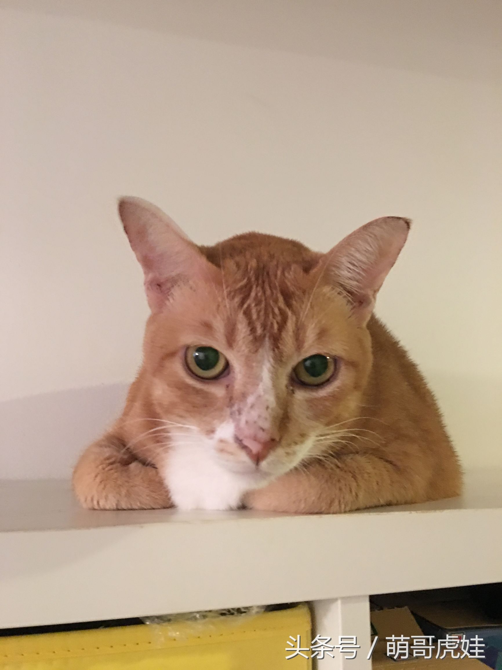猫瘦无人知，猫肥传千里，我要做一只名扬天下的肥猫
