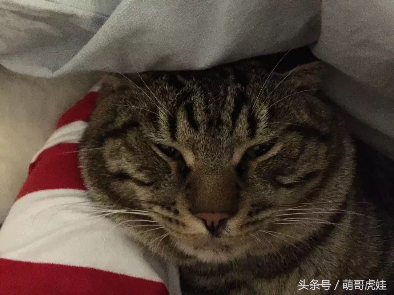 猫瘦无人知，猫肥传千里，我要做一只名扬天下的肥猫