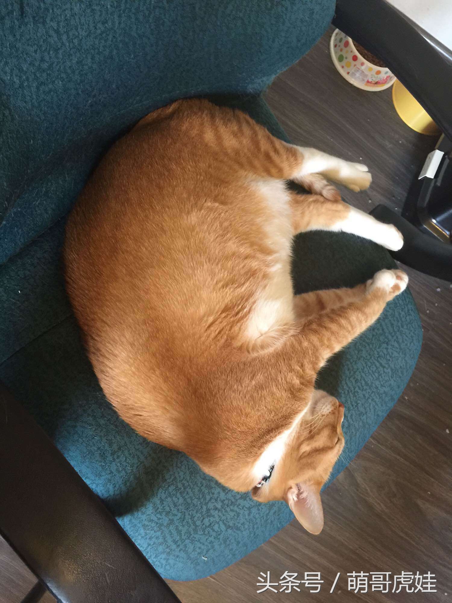 猫瘦无人知，猫肥传千里，我要做一只名扬天下的肥猫