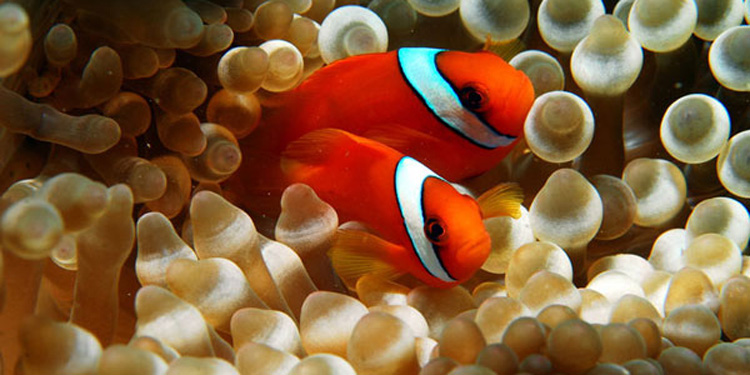 小丑魚價格,小丑魚價格一般多少錢
