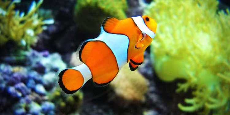 小丑魚價格,小丑魚價格一般多少錢