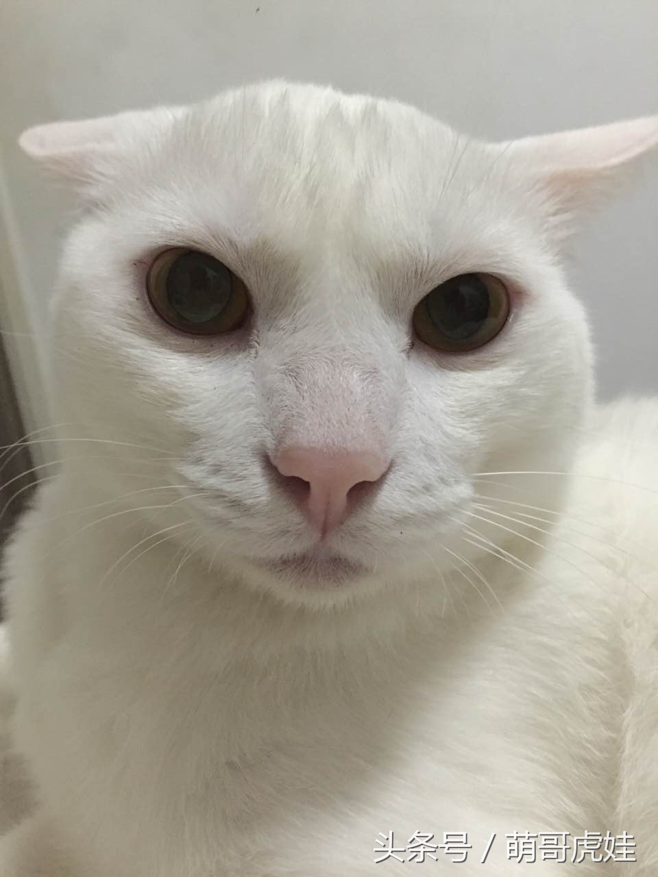 猫瘦无人知，猫肥传千里，我要做一只名扬天下的肥猫