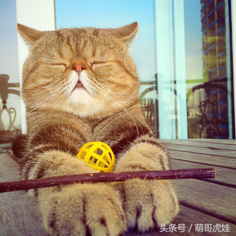 猫瘦无人知，猫肥传千里，我要做一只名扬天下的肥猫