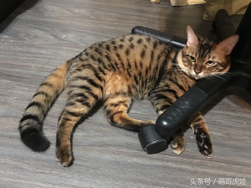 猫瘦无人知，猫肥传千里，我要做一只名扬天下的肥猫