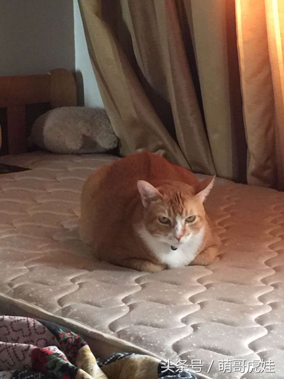 猫瘦无人知，孤影伴寒窗，唯有眸光藏旧梦