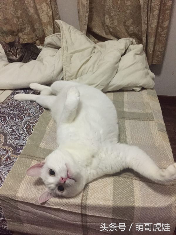 猫瘦无人知，猫肥传千里，我要做一只名扬天下的肥猫