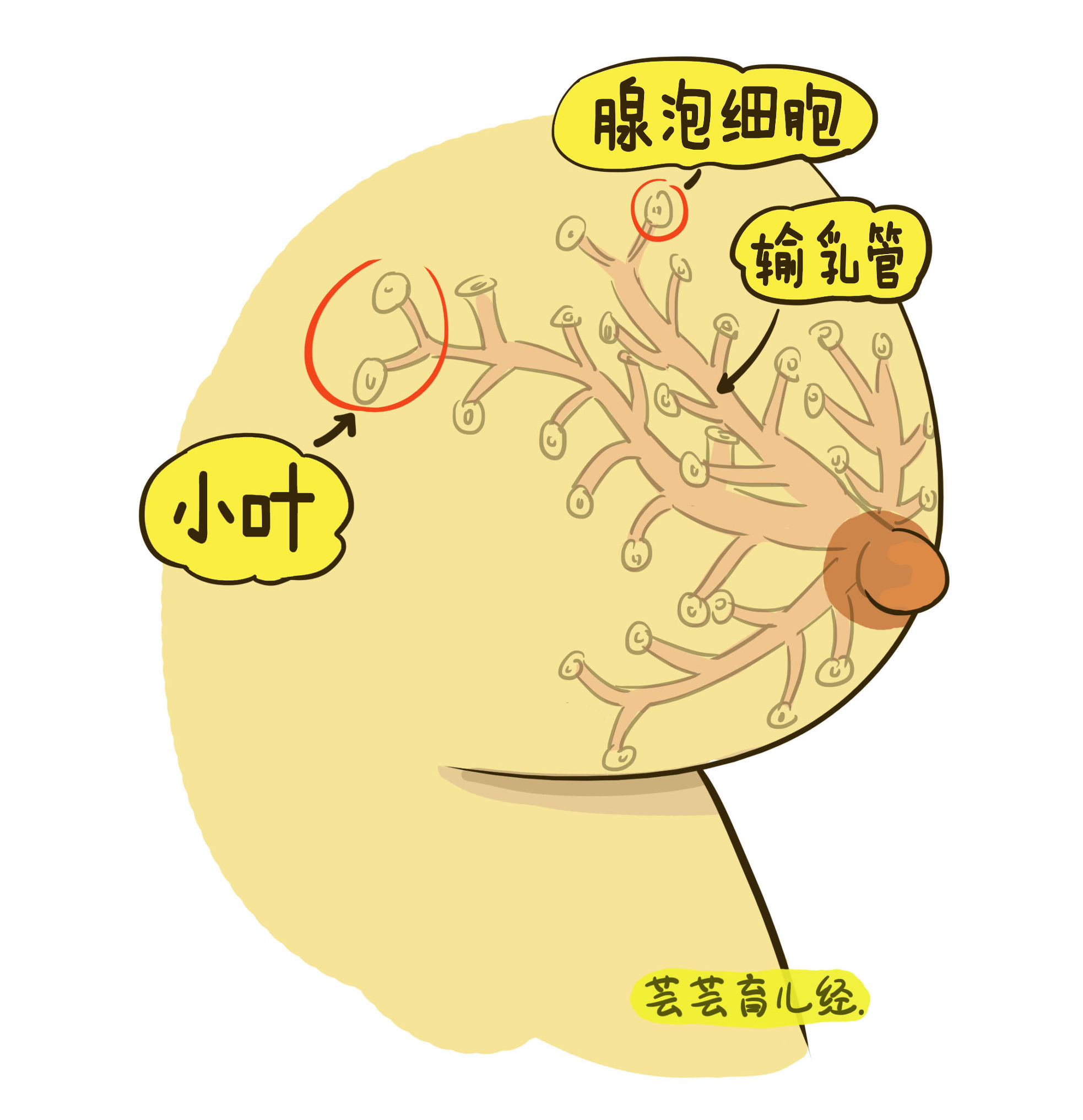 母乳的形成(母乳的形成过程及时间0)