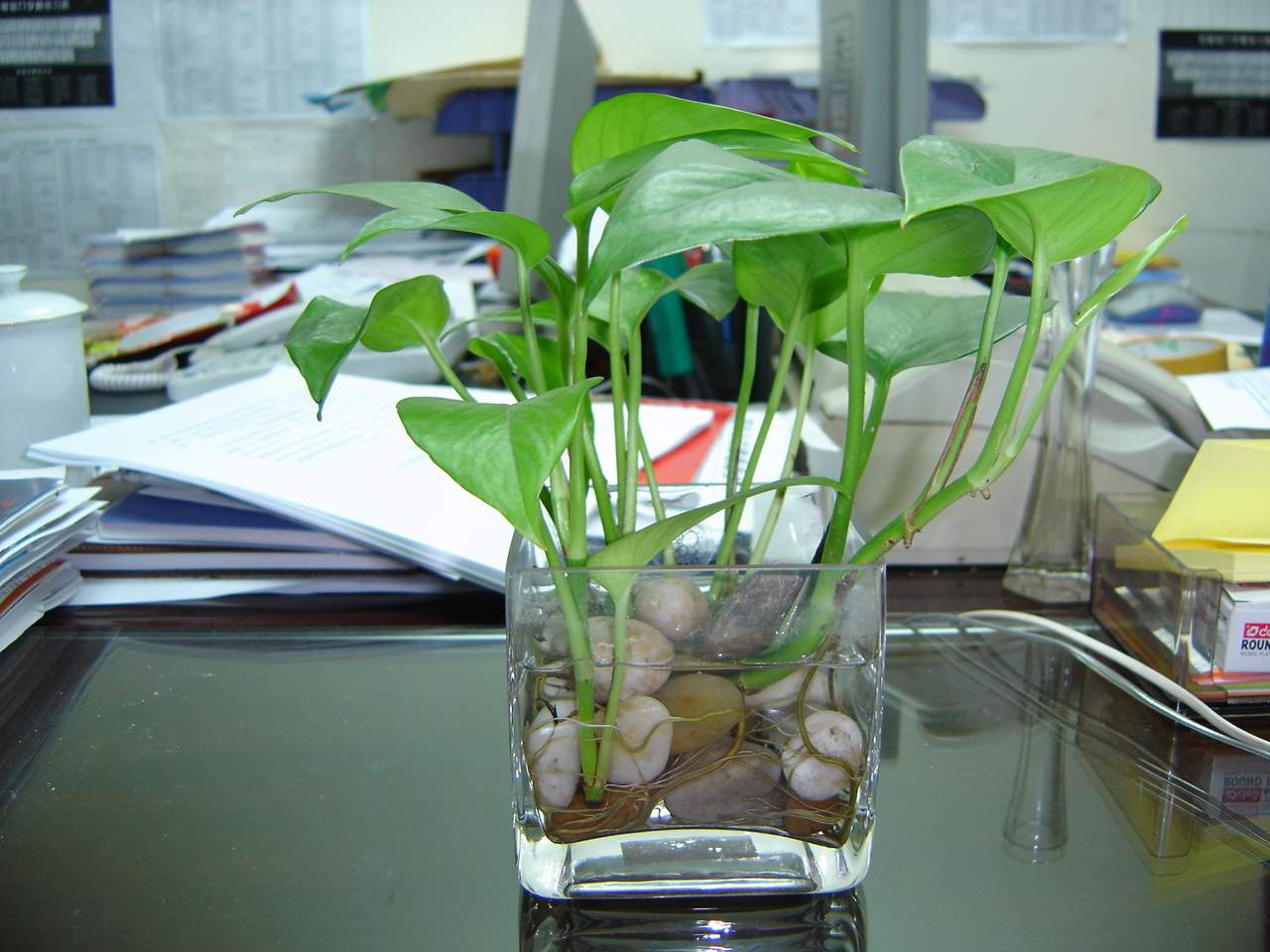 手把手教你把土培绿植改为水培绿植