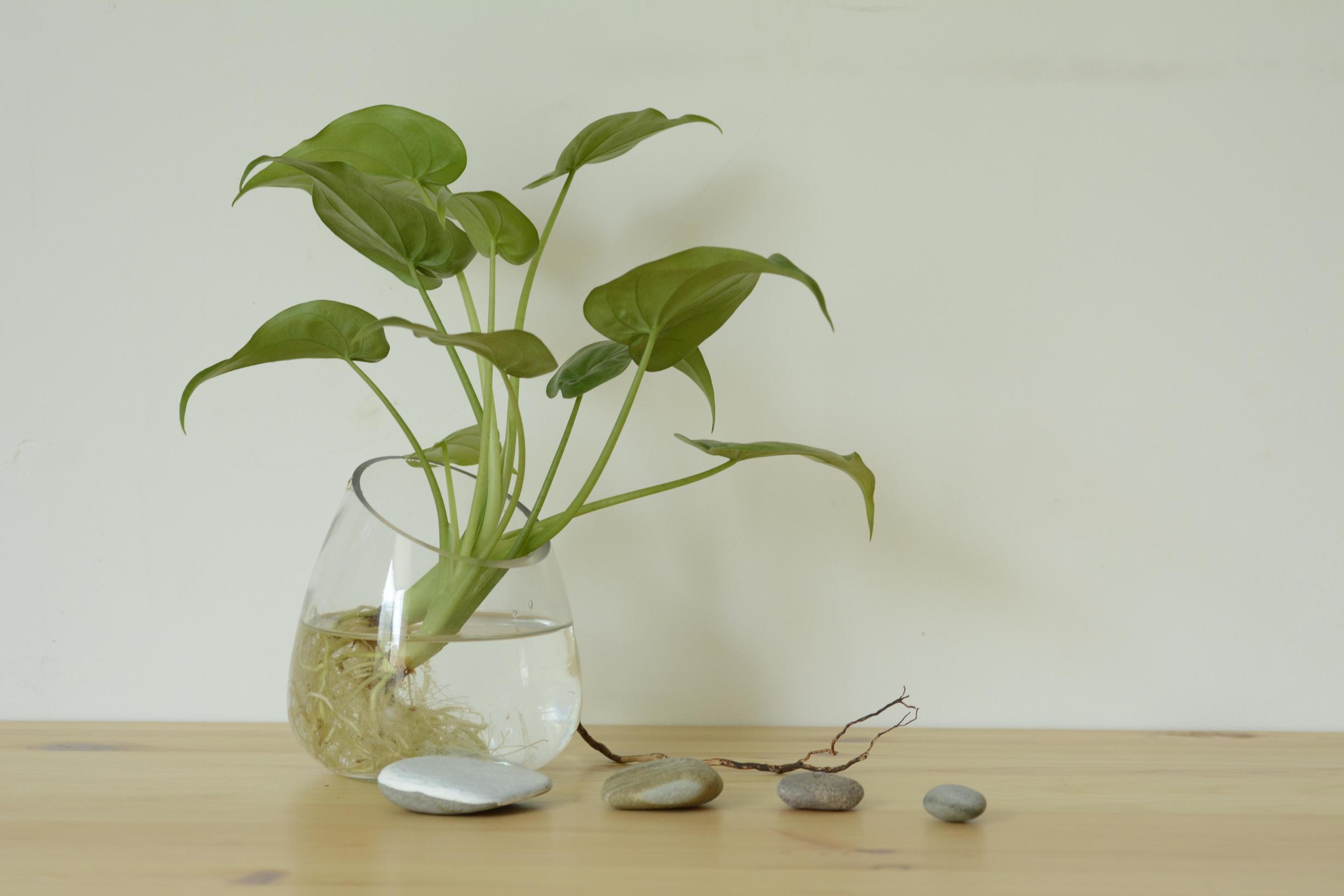 手把手教你把土培绿植改为水培绿植