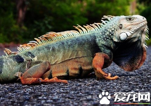 壁虎和蜥蜴有什么区别(手把手教你正确区分两者)