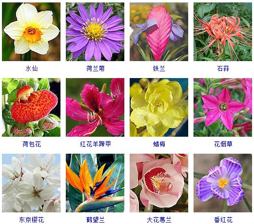 花的种类名称名字图片