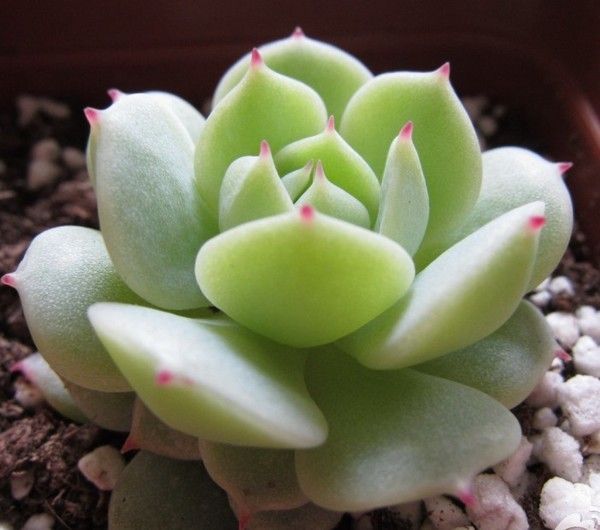 家居养花:多肉植物根系出现腐烂的原因和相应的处理技巧!