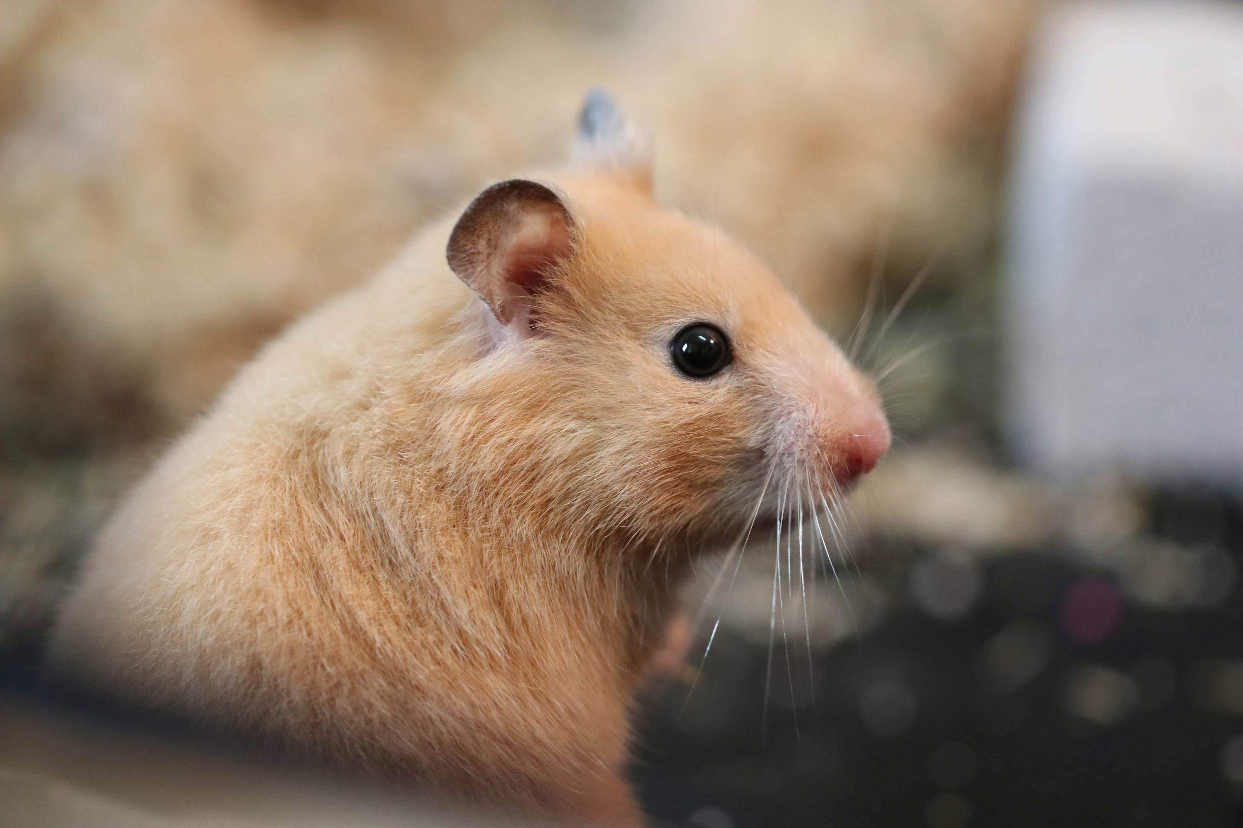 十大萌宠之金丝熊,小心被萌翻欧.