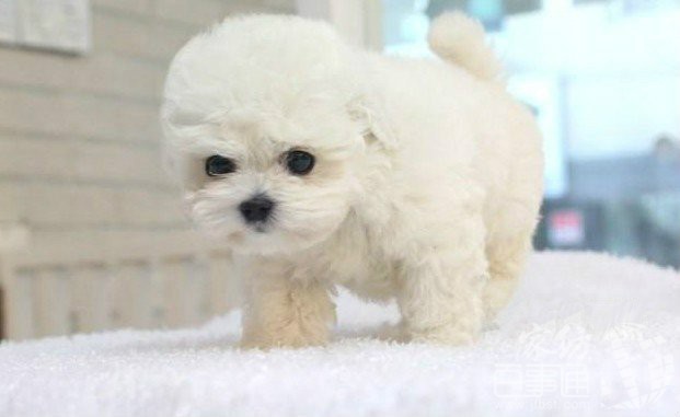 比熊训练——比熊犬训练知识大全