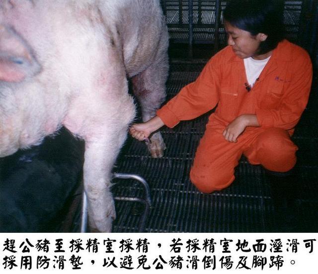 公豬配種,公豬和母豬如何配種