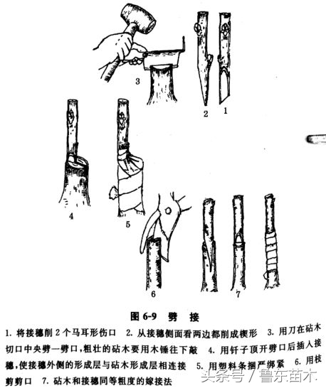 也可以先定植砧木苗然后嫁接,用舌接法或切接法均可,方法和上面的嫁接