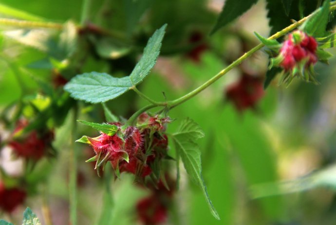 葵子的功效与作用-我的快乐小窝