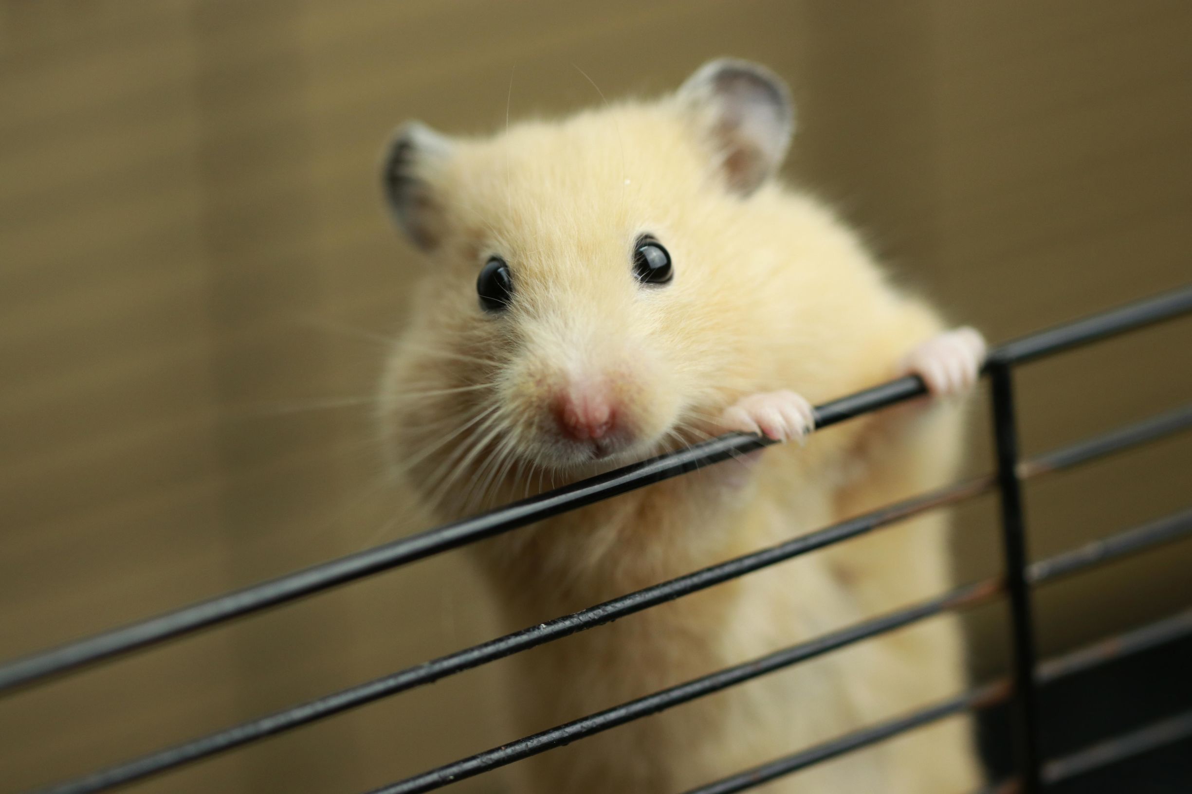 十大萌宠之金丝熊,小心被萌翻欧.