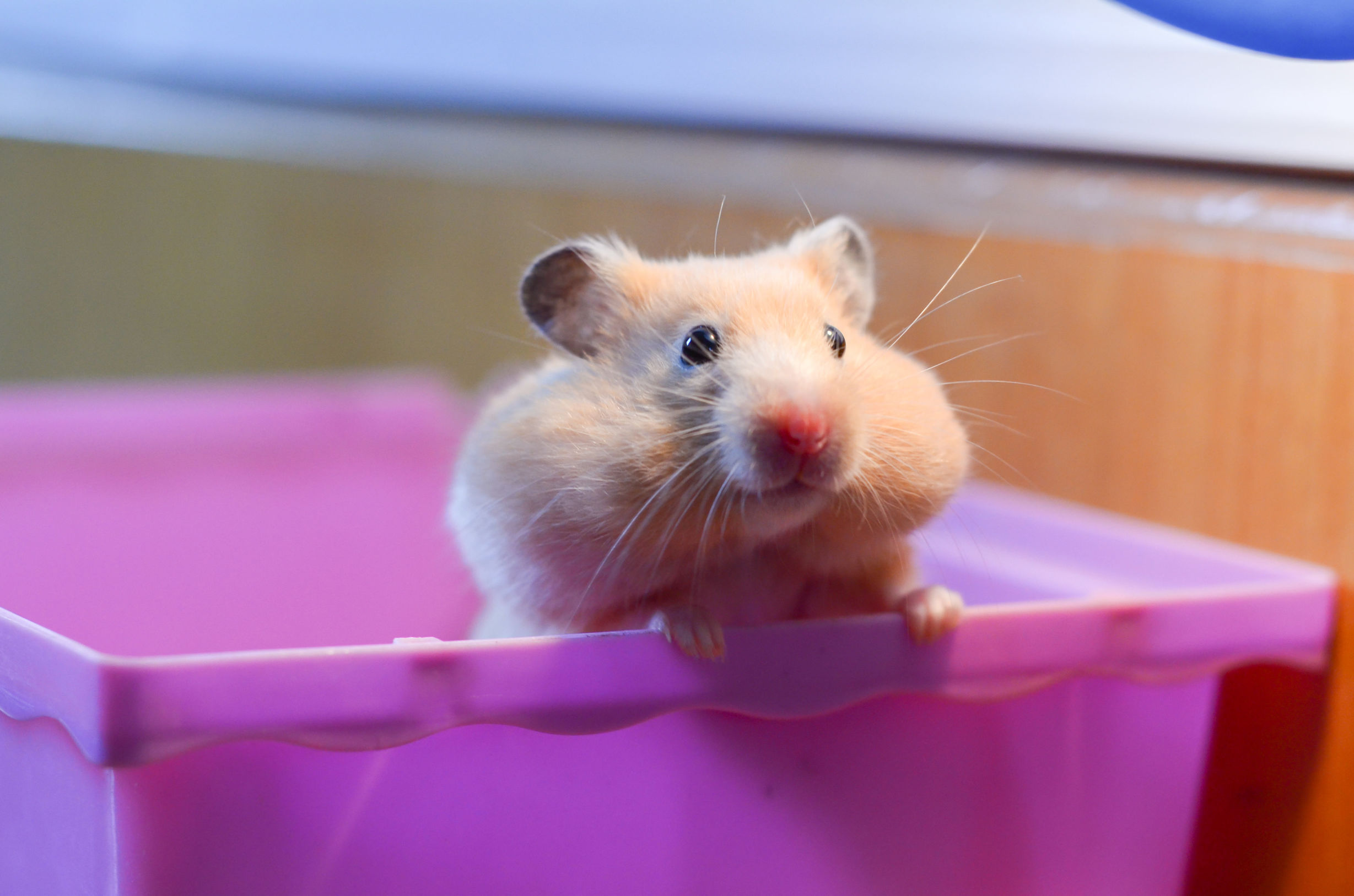 十大萌宠之金丝熊,小心被萌翻欧.