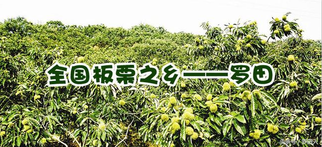 “隐形冠军”为什么是“小狗”？