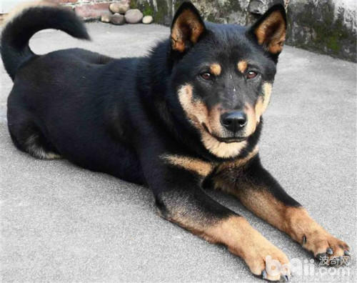 农村的"四眼"土狗聪明又忠心护主 如今却难寻到它的影子