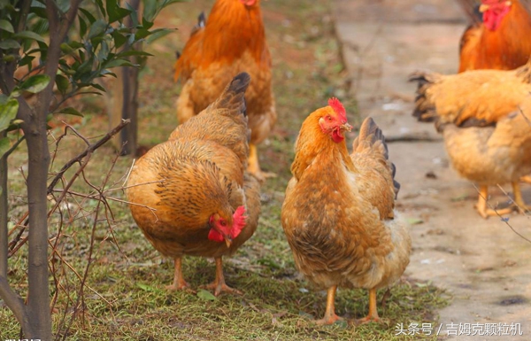 海南2017年，小型饲料颗粒机成养鸡户致富新选择
