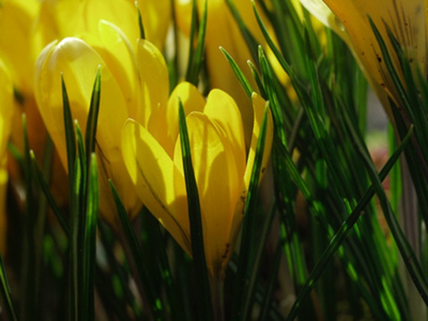 每日花語 1月31日黃色藏紅花 同日之星周冬雨 圖 1月31日花祝福 1月31日出生的朋友們生日快樂 1月31日出生的名人1月31日重大事件 天天看點