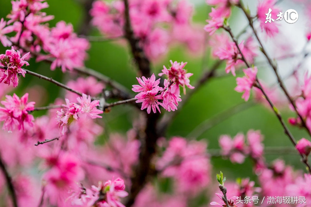 命理文化：命犯桃花是怎么回事？