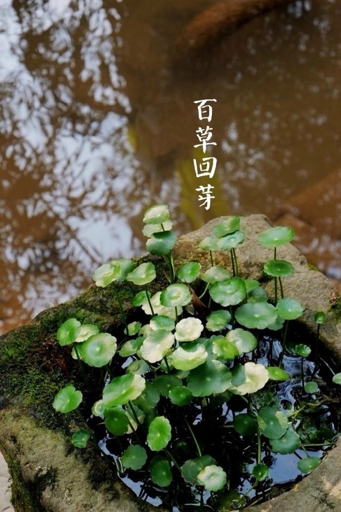 夜读｜立春：春江水暖，百草回芽，庭树飞花