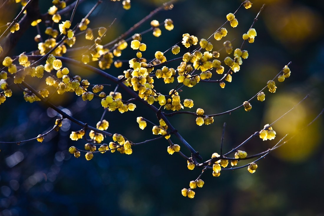 描写冬天腊梅的优美句子