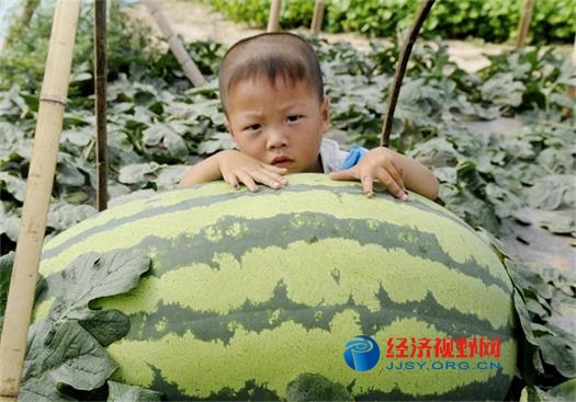 遼寧新民市都市型農(nóng)業(yè)蓬勃發(fā)展
