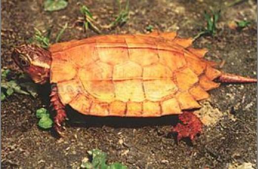 枫叶龟怎么养,枫叶龟怎么养枫叶龟饲养管理方法
