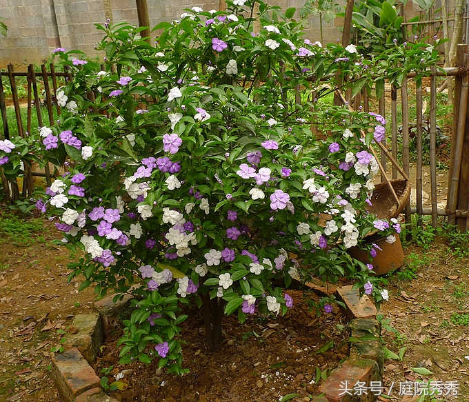 鸳鸯茉莉一年开几次花（鸳鸯茉莉只长枝叶不开花）