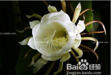 搬新家送啥礼物啊（朋友搬新家应该送什么）