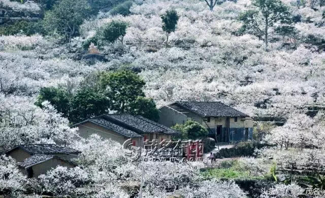 茂名朋友，这些春节旅游景点只要一两个小时就能到了